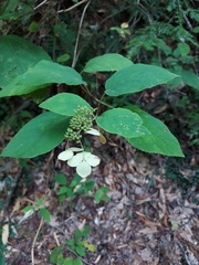 Hydrangea arborescens
