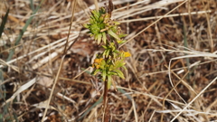 Deinandra fasciculata
