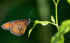 Danaus eresimus montezuma