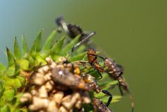 Leptoglossus phyllopus