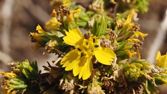 Deinandra fasciculata