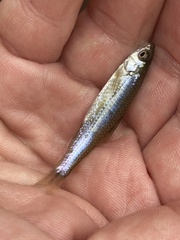Notropis