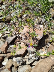 Fagonia chilensis
