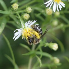 Colletes compactus compactus