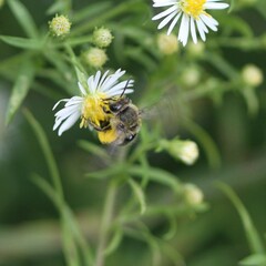 Colletes compactus compactus