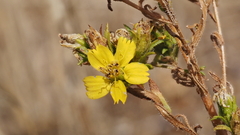 Deinandra fasciculata