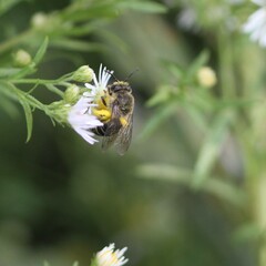 Colletes compactus compactus