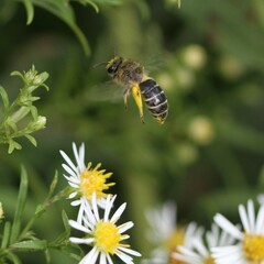 Colletes compactus compactus