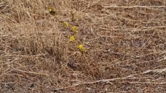 Deinandra fasciculata