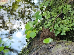 Hydrocotyle