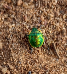 Heteroptera