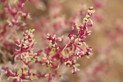 Neobassia proceriflora