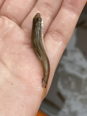 Pimephales notatus