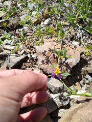 Fagonia chilensis