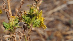 Deinandra fasciculata
