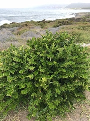 Carissa macrocarpa