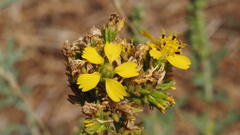 Deinandra fasciculata