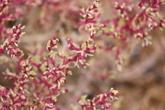 Neobassia proceriflora