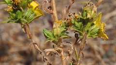 Deinandra fasciculata