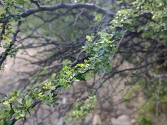 Haematoxylum brasiletto