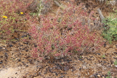 Neobassia proceriflora