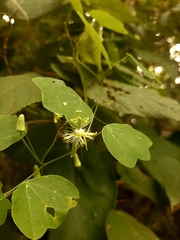 Passiflora filipes