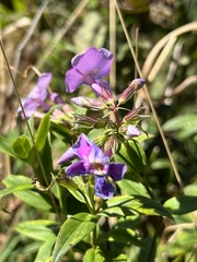 Phlox maculata