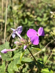 Phlox maculata