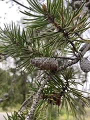 Pinus banksiana
