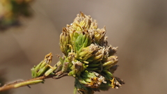 Deinandra fasciculata