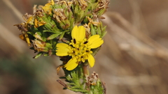 Deinandra fasciculata