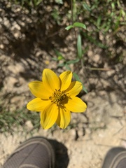 Helianthus porteri