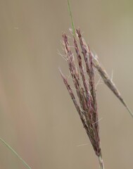 Miscanthus sinensis
