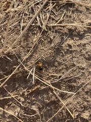 Sphaeropthalma marpesia