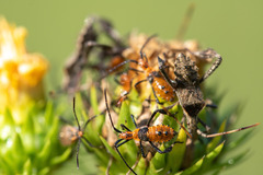 Leptoglossus phyllopus