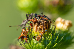 Leptoglossus phyllopus