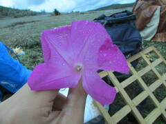 Ipomoea elongata