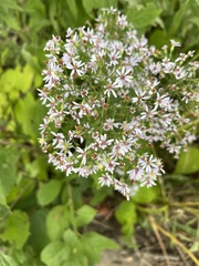 Symphyotrichum