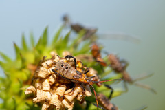 Leptoglossus phyllopus