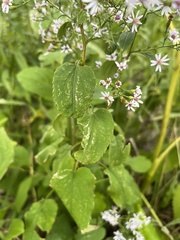 Symphyotrichum