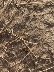 Sphaeropthalma marpesia