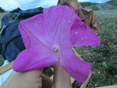Ipomoea elongata