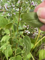 Symphyotrichum