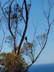 Haliaeetus leucocephalus