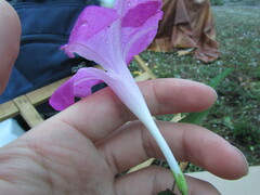 Ipomoea elongata