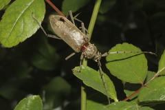 Susuacanga stigmatica