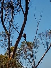 Haliaeetus leucocephalus