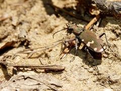 Cicindela sylvicola