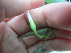 Ipomoea elongata