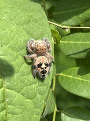 Phidippus maddisoni